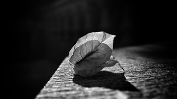 IMG_0831x1300