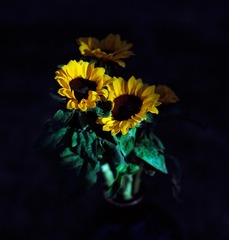 IMG_0247x