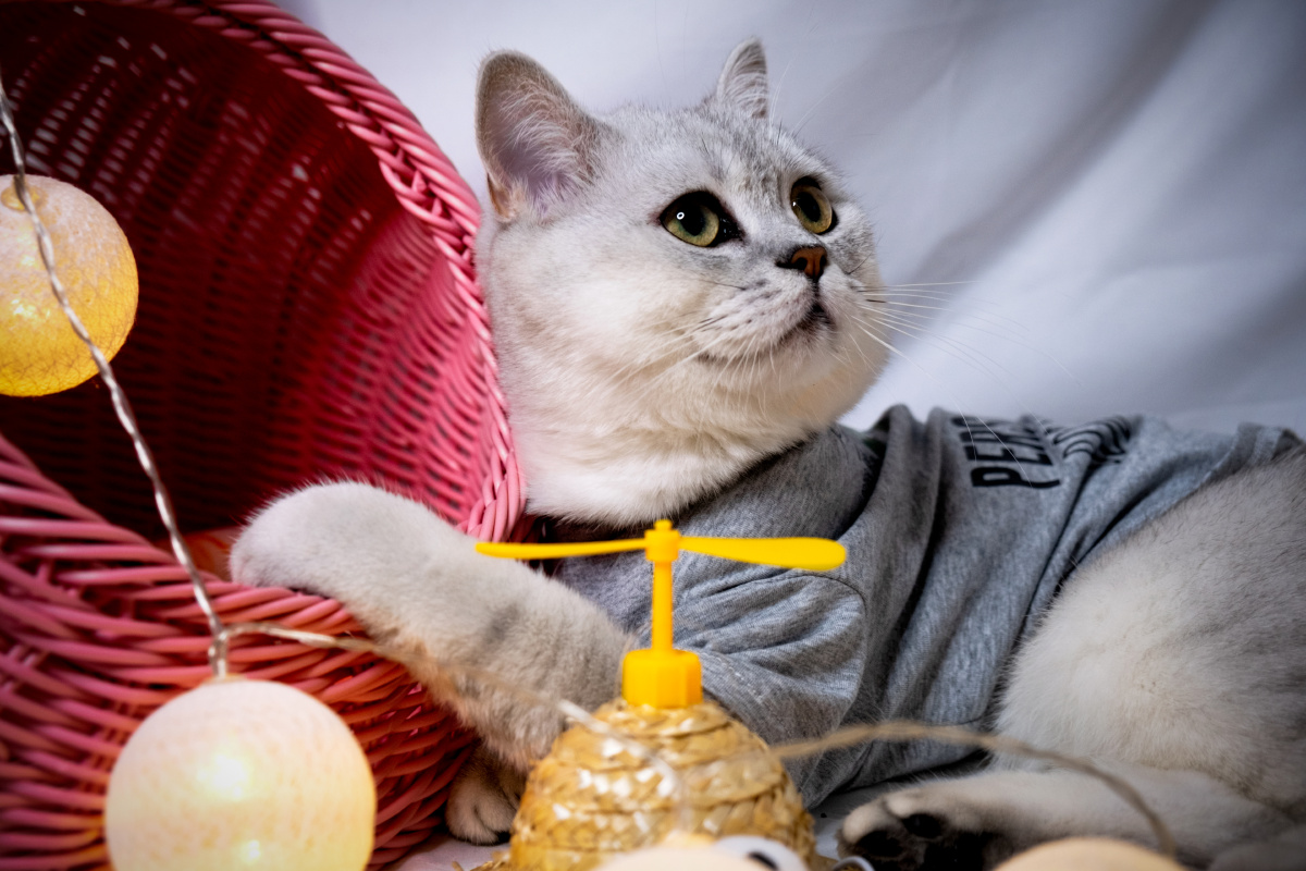 第一次拍宠物,给自己一个及格分吧 - coke是可乐