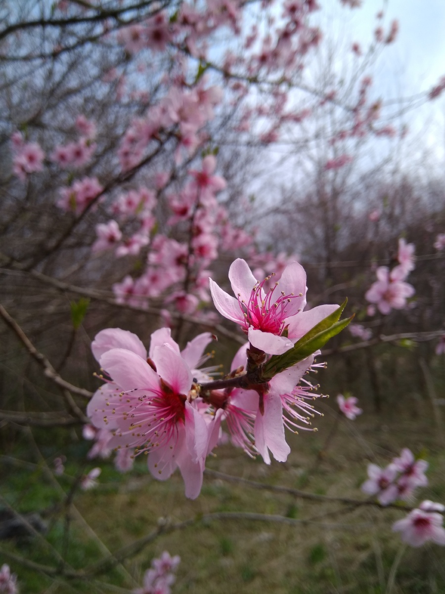 手机拍摄,五瓣桃花,粉,动人春天