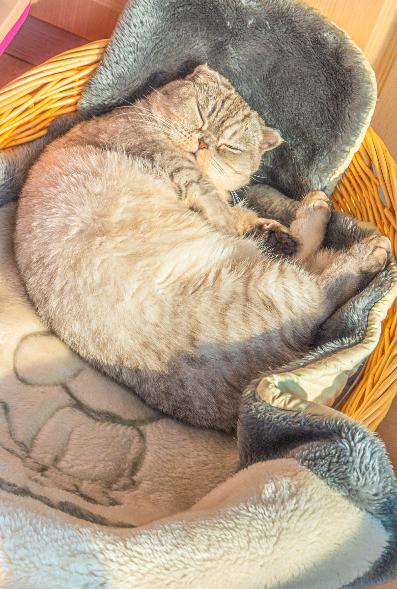 午后的猫咪慵懒的下午