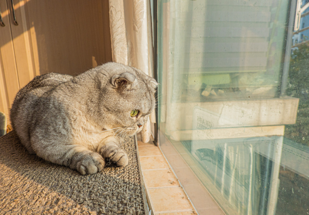 午后的猫咪慵懒的下午
