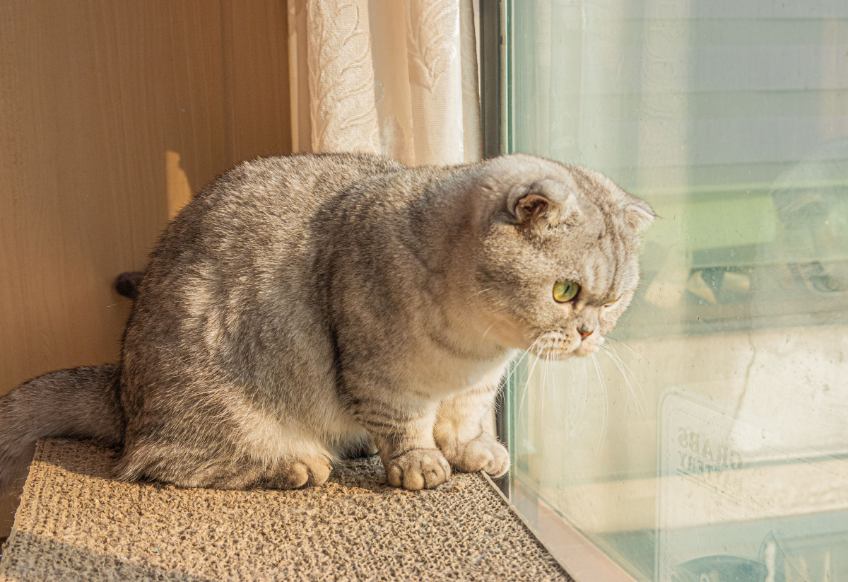 午后的猫咪慵懒的下午