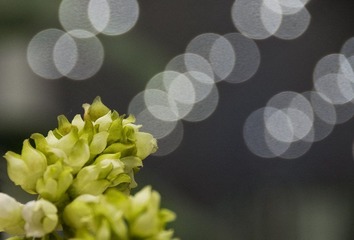 送别花