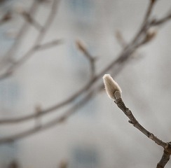 忌芽