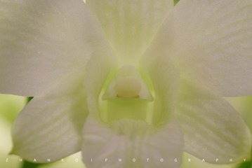 20161010_微距-花_020
