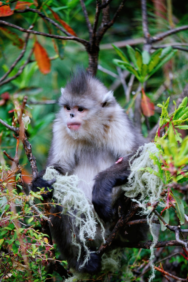 乌溜溜的黑眼睛独特的卧蚕粉红色的性感嘴唇时尚的发型维西滇金丝猴