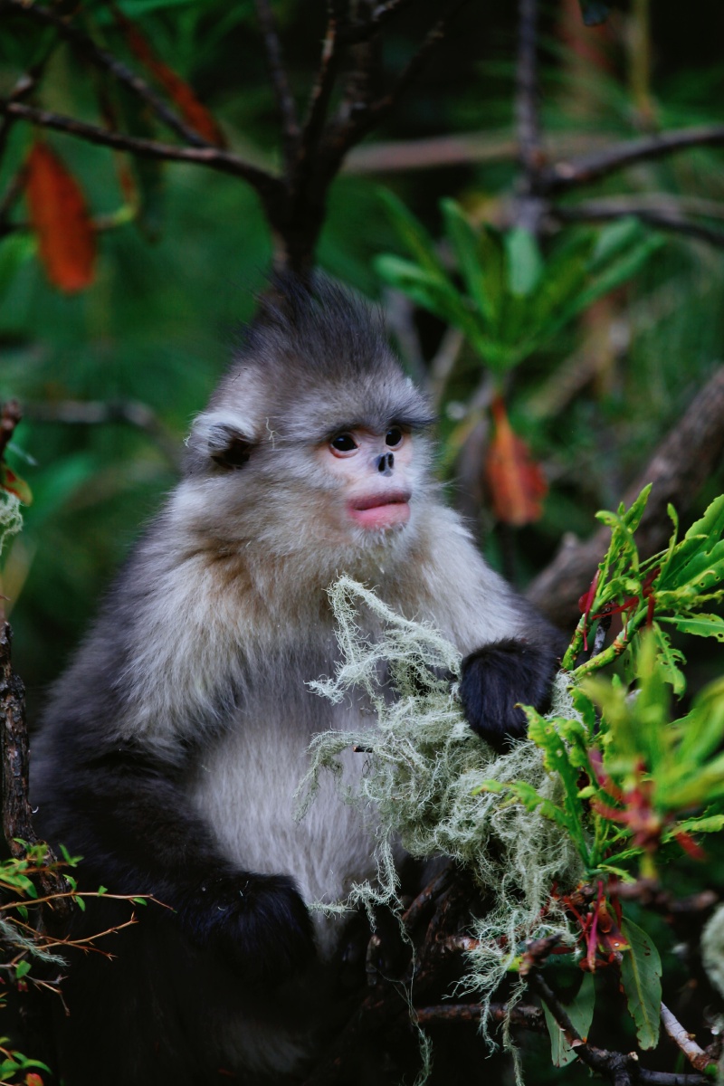 乌溜溜的黑眼睛独特的卧蚕粉红色的性感嘴唇时尚的发型维西滇金丝猴