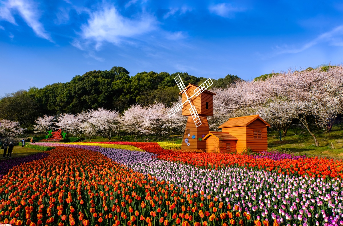 苏州上方山郁金香展