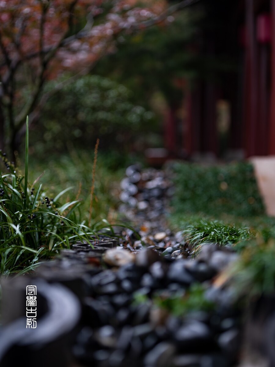 秋雨来临时，落叶再也舞不出动人的洒脱舞姿，却像是仓皇的躲逃。原本的洒脱与直爽，却因为秋雨的渲染而怅然忧伤