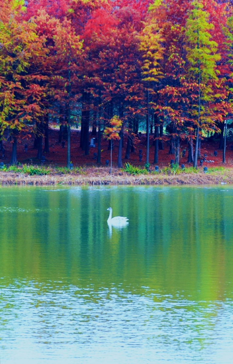 静静的湖面上,优雅的白天鹅.