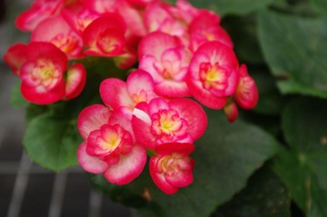 花儿