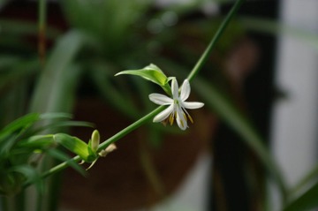 花儿