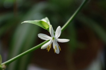 花儿