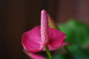 花儿