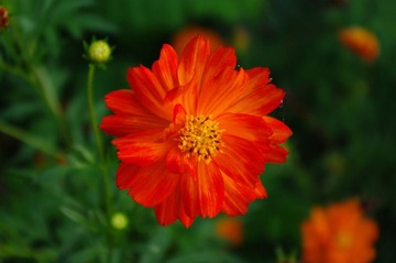 花儿
