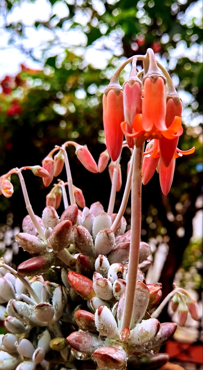 乒乓福娘开花啦