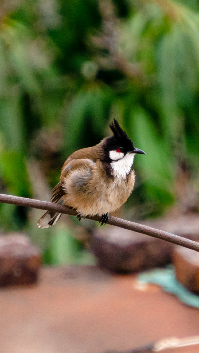 红屁股鸟 - jc火鸡味锅巴 - 图虫