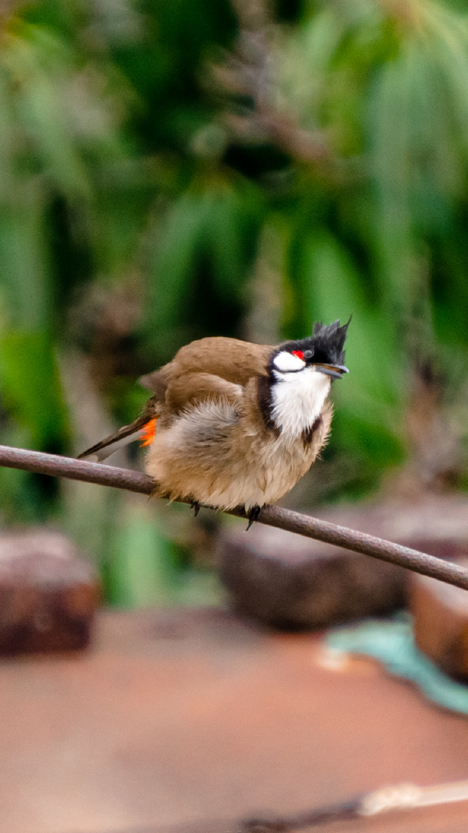 红屁股鸟 - jc火鸡味锅巴 - 图虫