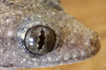 157510