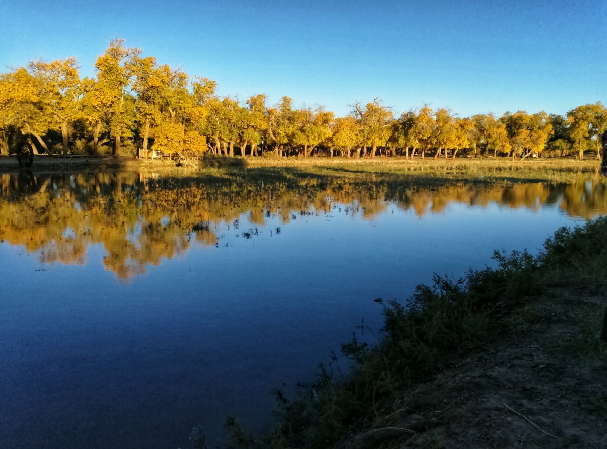 手机摄影额济纳胡杨林