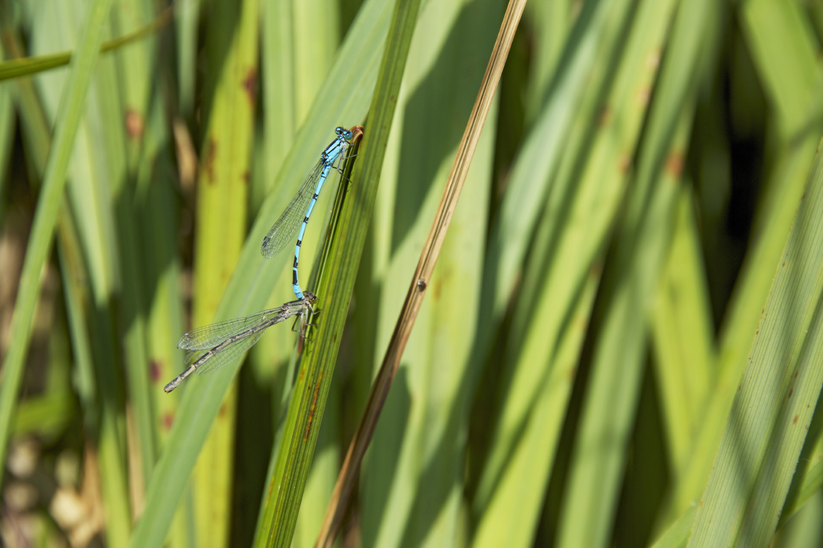 黑金环球 - 建筑, 杭州, 索尼, 环球金融中心, 黑金