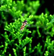 蜜蜂