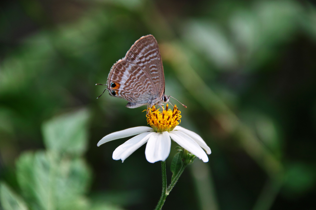 一只蝉一只弄蝶一只蜻蜓一只灰蝶