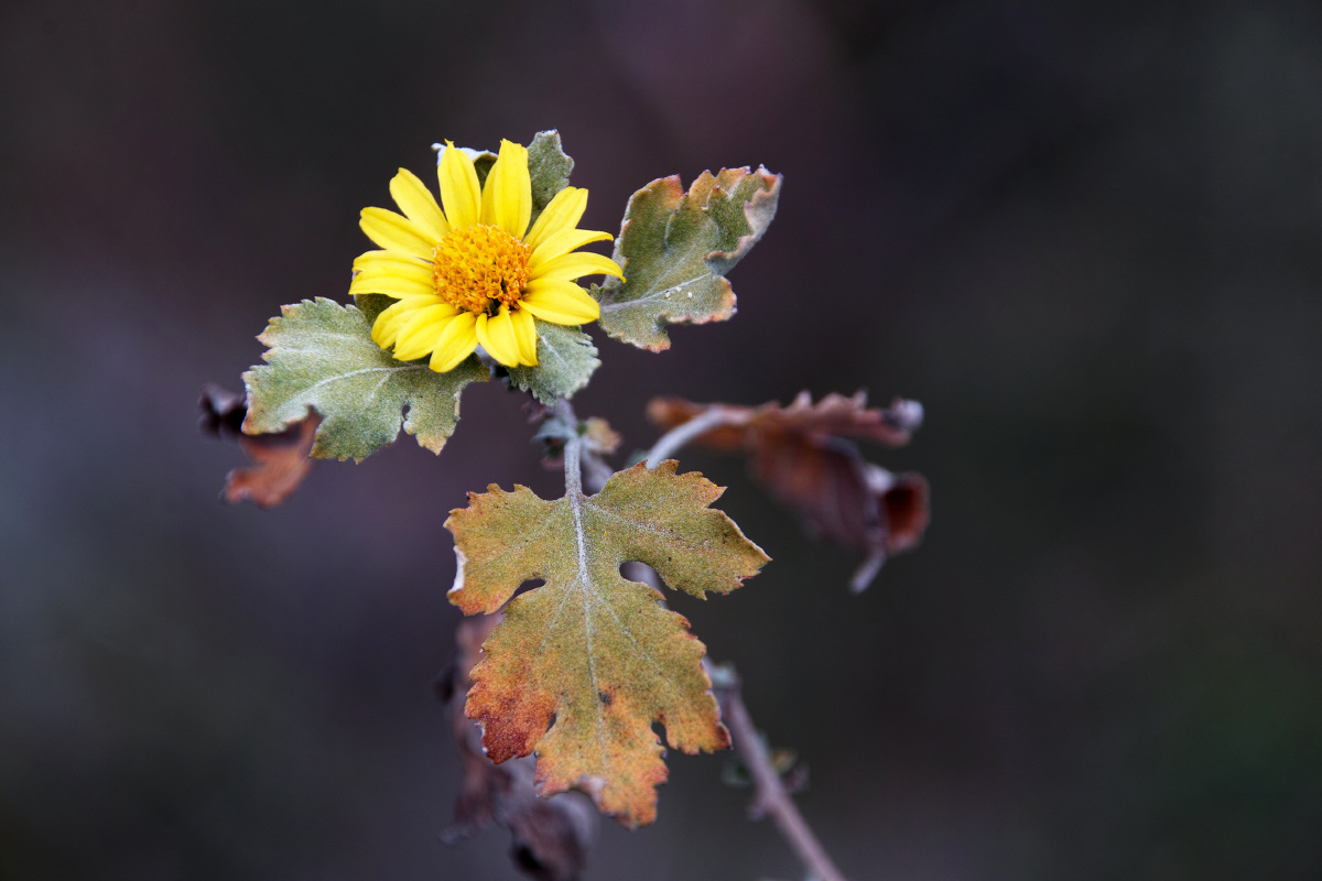 小野菊,只是喜欢叶子上的渐变色.