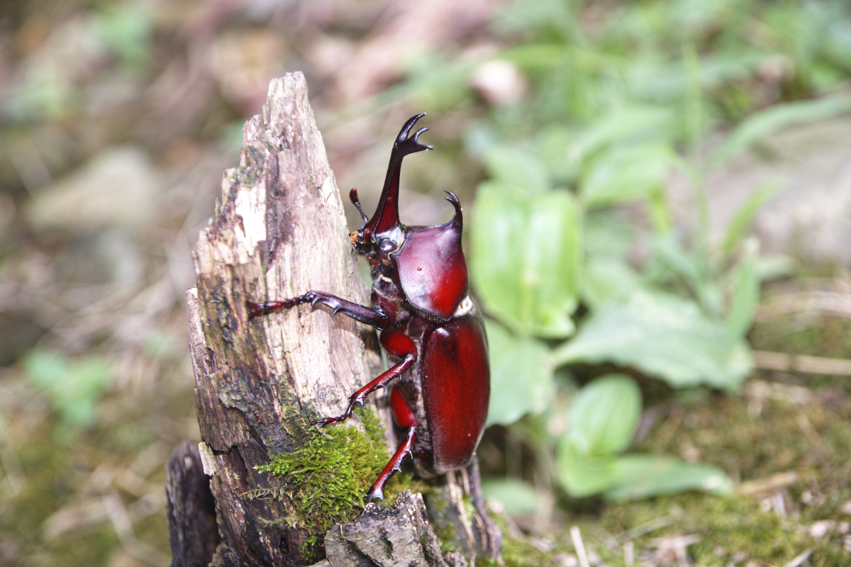 独角仙