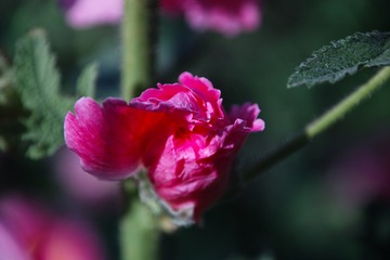 SDIM0798
