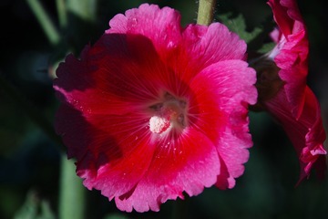 SDIM0796