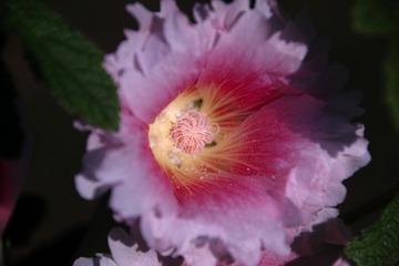 SDIM0800