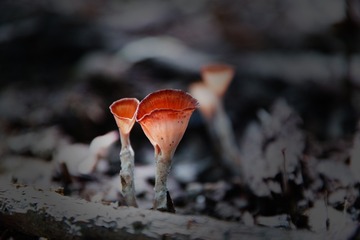 SDIM1810