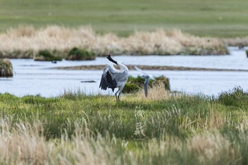 DSC_2973_