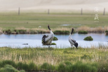 DSC_3031_1_