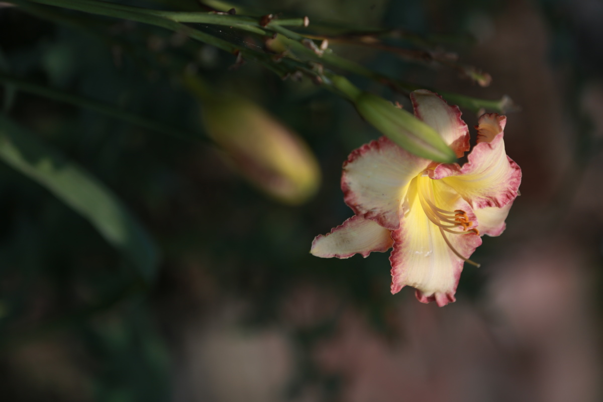 萱草花中国的母亲花慈母依堂前不见萱草花