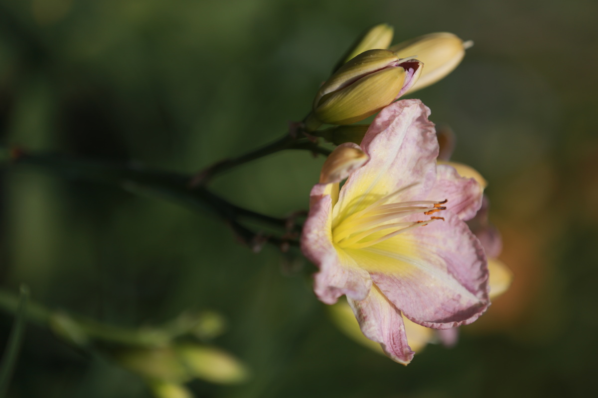 萱草花中国的母亲花慈母依堂前不见萱草花