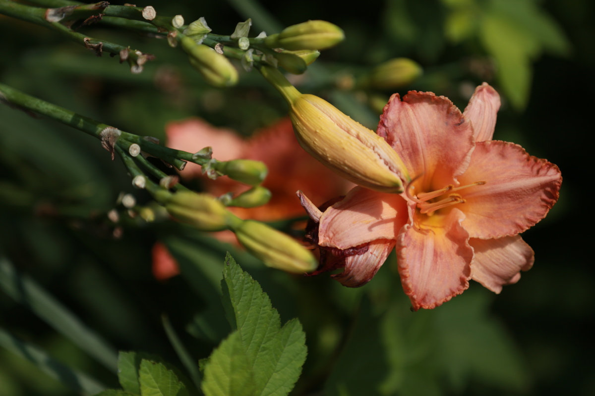 萱草花中国的母亲花慈母依堂前不见萱草花