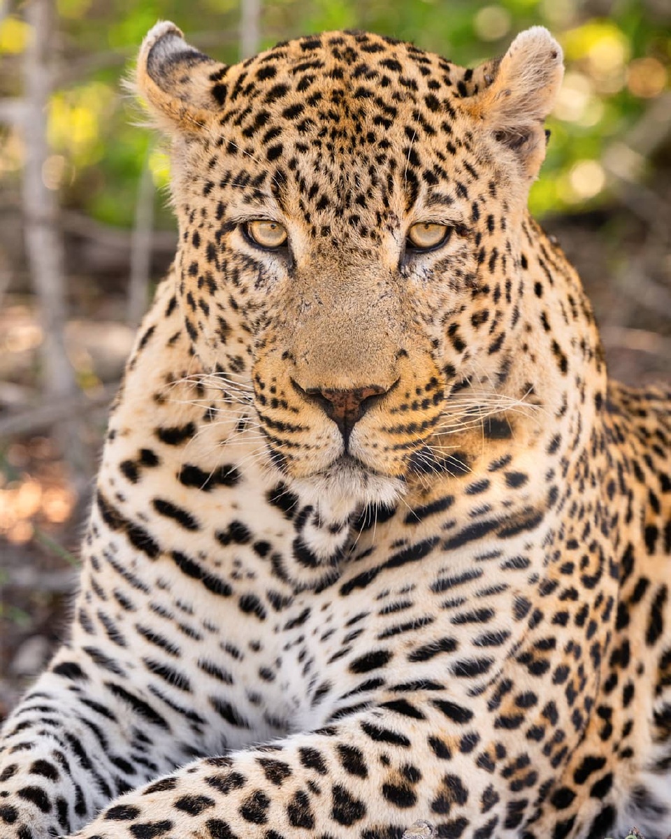an impressive male leopard that calls @cheetahplains home.