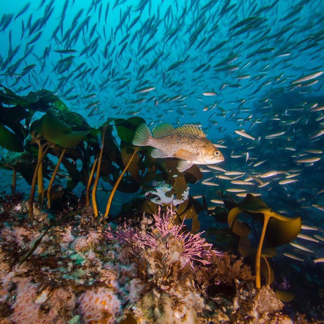 underwater #predator #fish#california #visitcaliforniacontest