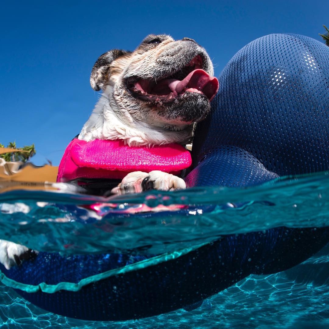 summer time smiles #bella #bulldog #poolparty #sohotrightnow