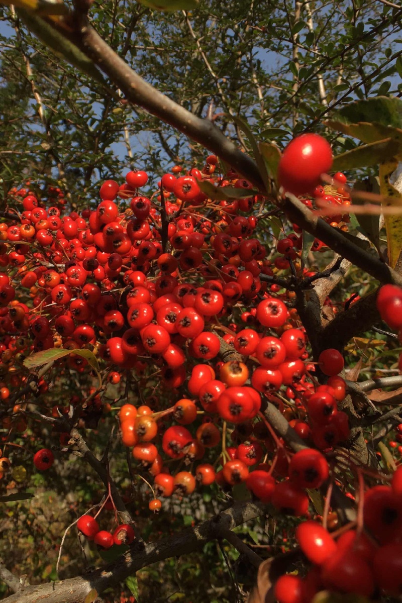 水查子真心没调色