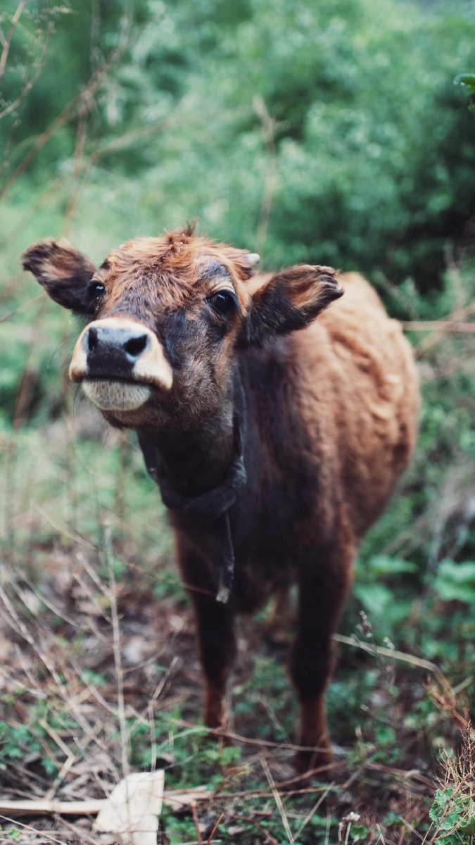 小牛- tc唐潮 - 图虫网 - 优质摄影师交流社区