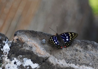 蝴蝶