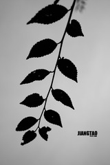 FED0BDC9-A6DF-4DA3-8748-6C44FC6DC2B4/L0/001