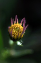 _DSC0325 zdsd