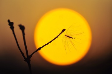 _CSC0653 图虫