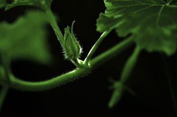 _CSC0341rh