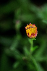 _DSC0460 图虫
